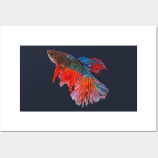 Beta fish Posters and Art